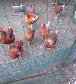 7 galline e 1 gallo