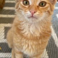 CAMPARI, una rossina da amare