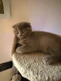 Cucciola Scottish Fold blue