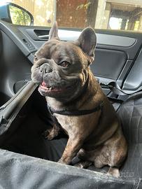 Bulldogue Francese maschio - per Monta