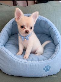 Chihuahua maschio. Pelo lungo