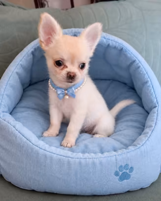 Chihuahua maschio. Pelo lungo