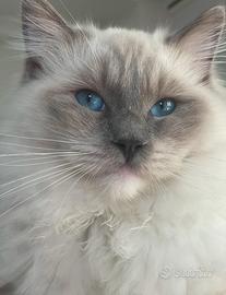 Ragdoll