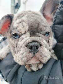 Bulldog francese