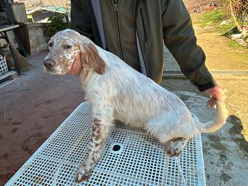 Cucciolo setter inglese