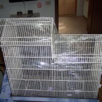 gabbia per cova uccelli