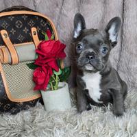 Bulldog francese blu