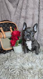 Bulldog francese blu
