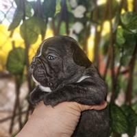 Bulldog Francese bringe