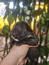 Bulldog Francese bringe