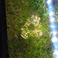 Avannotti di Guppy endler 1 euro l'uno