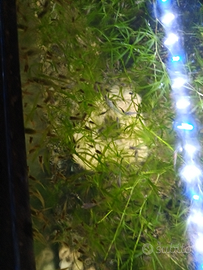 Avannotti di Guppy endler 1 euro l'uno