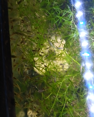 Avannotti di Guppy endler 1 euro l'uno