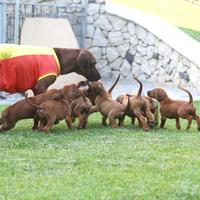 Cuccioli di Rhodesian Ridgeback