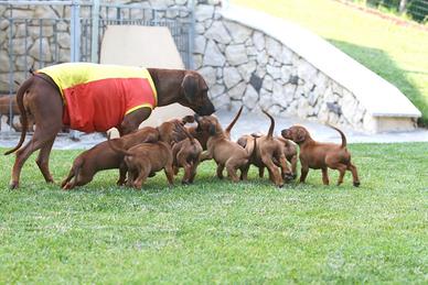 Cuccioli di Rhodesian Ridgeback