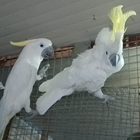 Cacatua