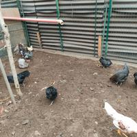Galli e galline incrocio marans 6 mesi