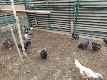 Galli e galline incrocio marans 6 mesi