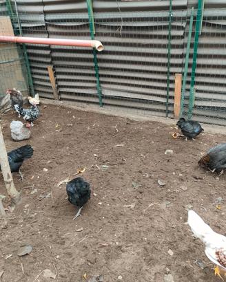 Galli e galline incrocio marans 6 mesi