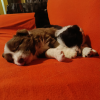 Cuccioli di Border Collie