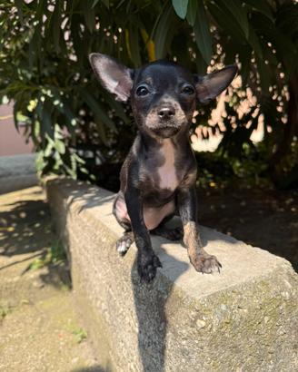 Chihuahua Toy femmina