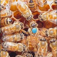 Famiglie di api su 5 favi con regina 2025