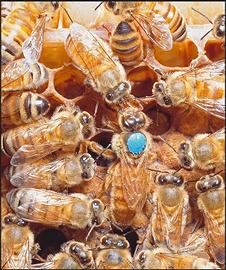 Famiglie di api su 5 favi con regina 2025