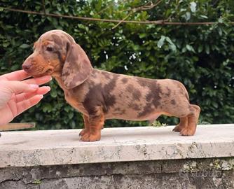 Cuccioli bassotto arlecchino