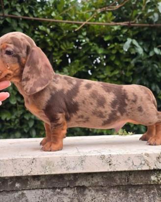 Cuccioli bassotto arlecchino