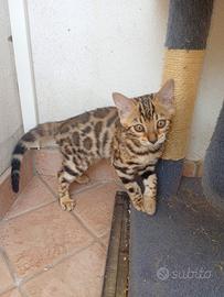 Gatto del bengala 