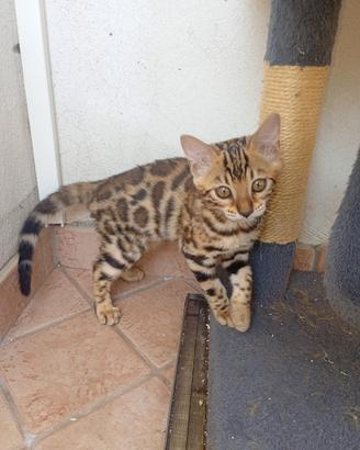 Gatto del bengala 