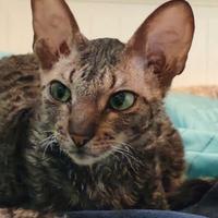 Gatto razza cornish rex