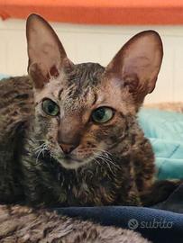 Gatto razza cornish rex