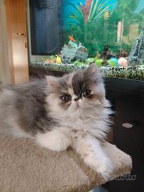 Cucciola persiana