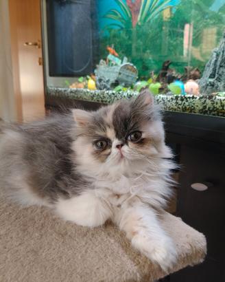 Cucciola persiana