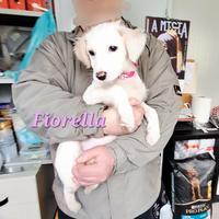 Dolce cucciola 3 mesi in adozione