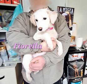 Dolce cucciola 3 mesi in adozione