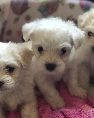 Maltese cuccioli