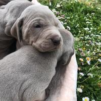 Weimaraner cuccioli