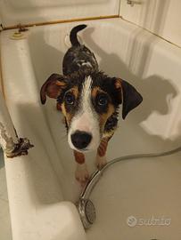 Cucciolo di cane