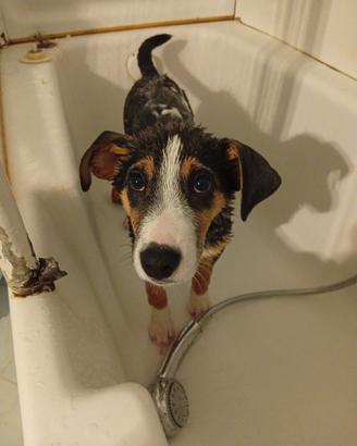 Cucciolo di cane