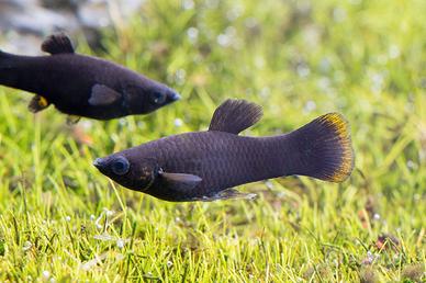 Pesci tropicali Black Molly