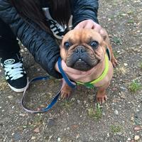 Bulldog francese femmina