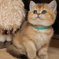 Cuccioli di british shorthair