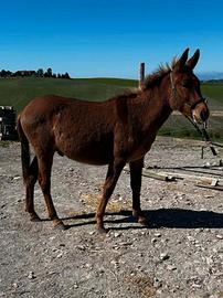 Mulo maschio 20 mesi