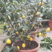 Piante di limoni