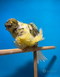 Canarini Arricciati Giganti