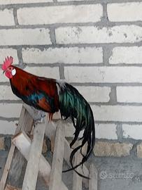 Animali