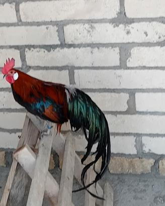 Animali
