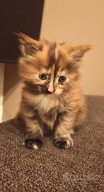 Maine Coon